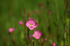 野花と蜂？
