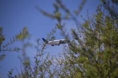 Everett森林公園　と　Boeing LCF (Large Cargo Fr
