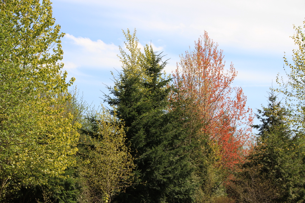 Everett森林公園