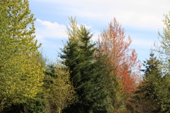 Everett森林公園