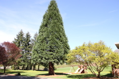 Woodinville の景色