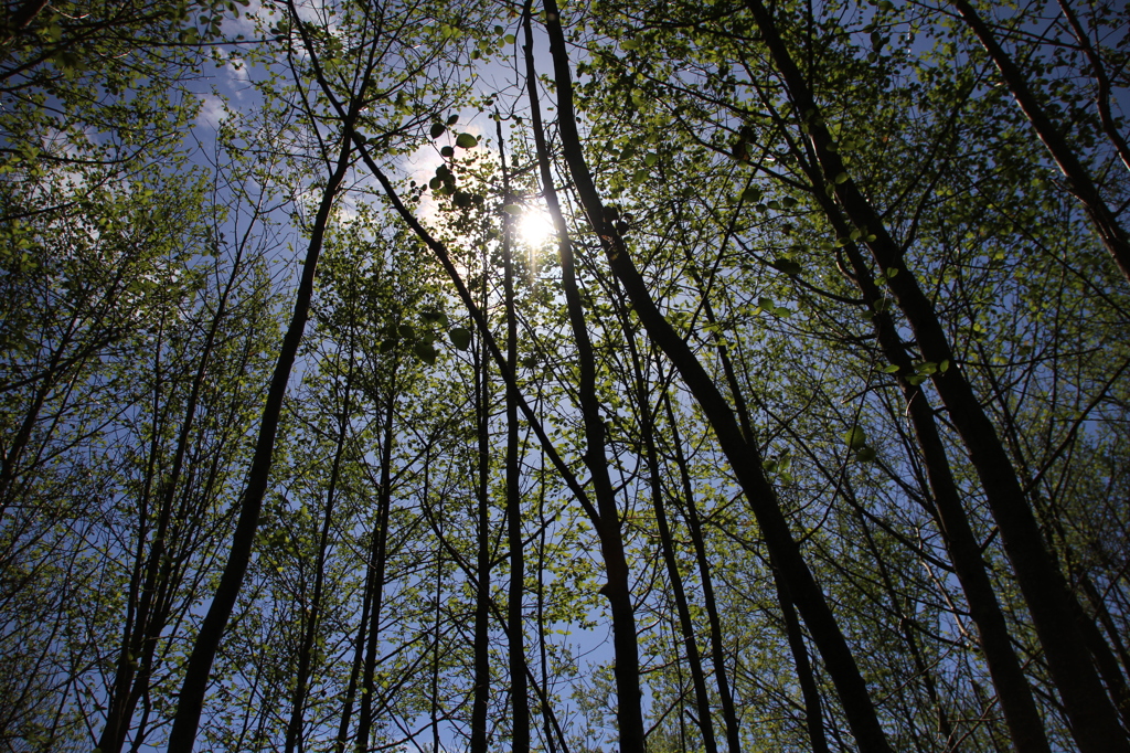 Everett森林公園
