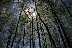 Everett森林公園