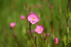 野花と蜂？