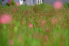 野花
