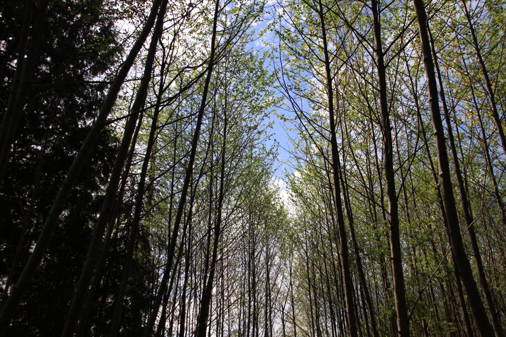 Everett森林公園