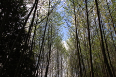 Everett森林公園