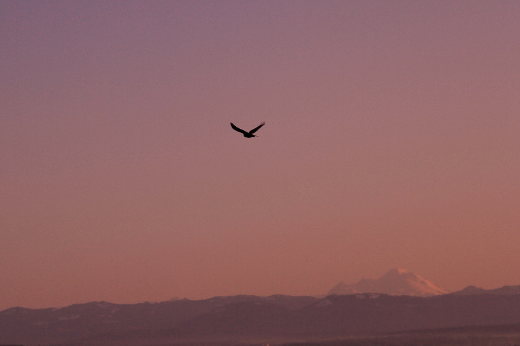 Mt. Baker w/ an American Eagle