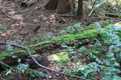 Everett森林公園