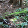 Everett森林公園