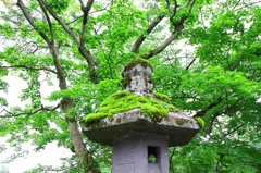 日光