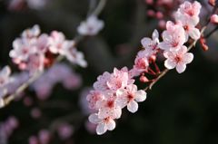 アメリカ桜