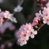 アメリカ桜