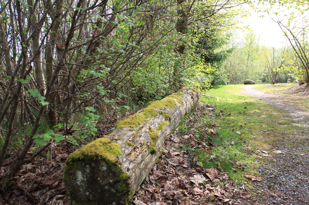Everett森林公園