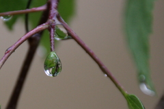 Rain Drops