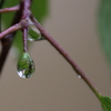 Rain Drops