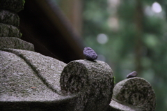日光
