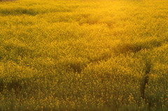 菜の花