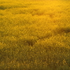 菜の花