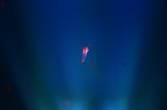 クリオネ