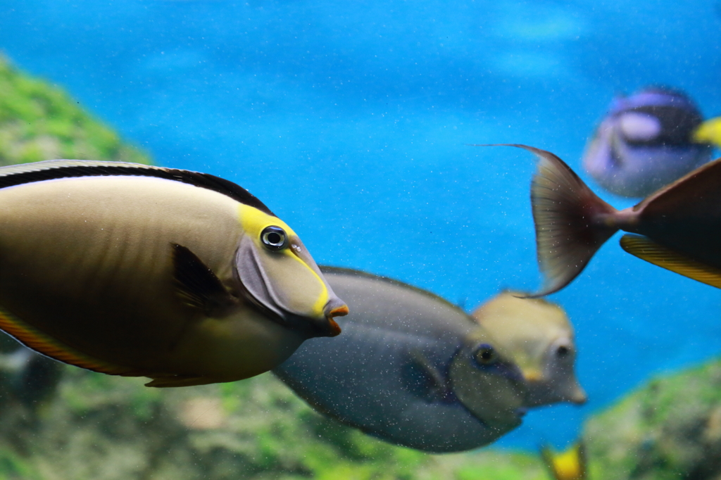 水族館　