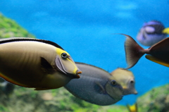 水族館　