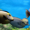 水族館　