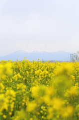 菜の花と蔵王