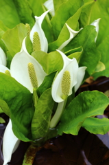 水芭蕉