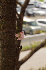 桜