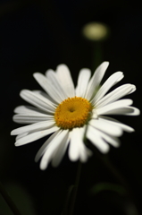 木春菊