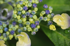 紫陽花