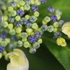 紫陽花