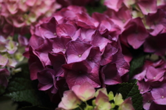 紫陽花