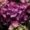 紫陽花