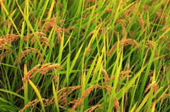 稲穂１
