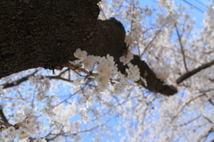 さくら　