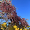春
