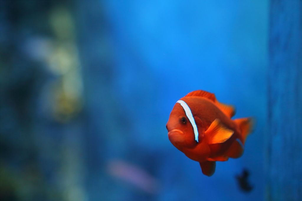 熱帯魚