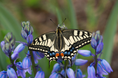 アゲハ蝶（ナミアゲハ）