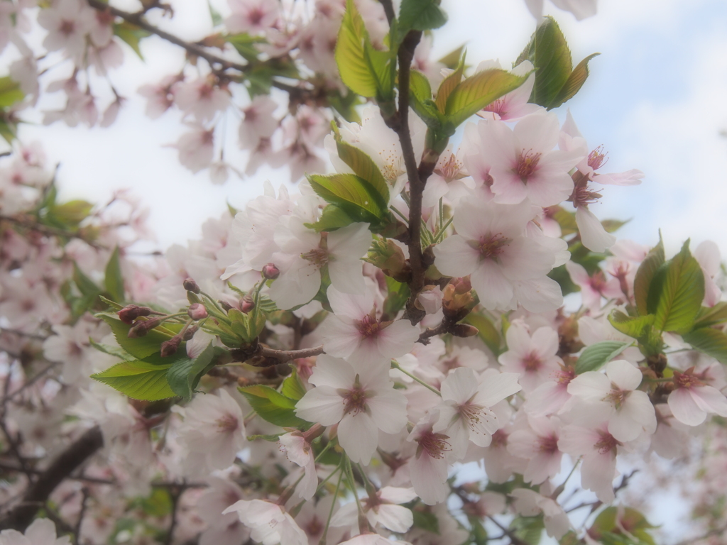 12-50mmマクロモード