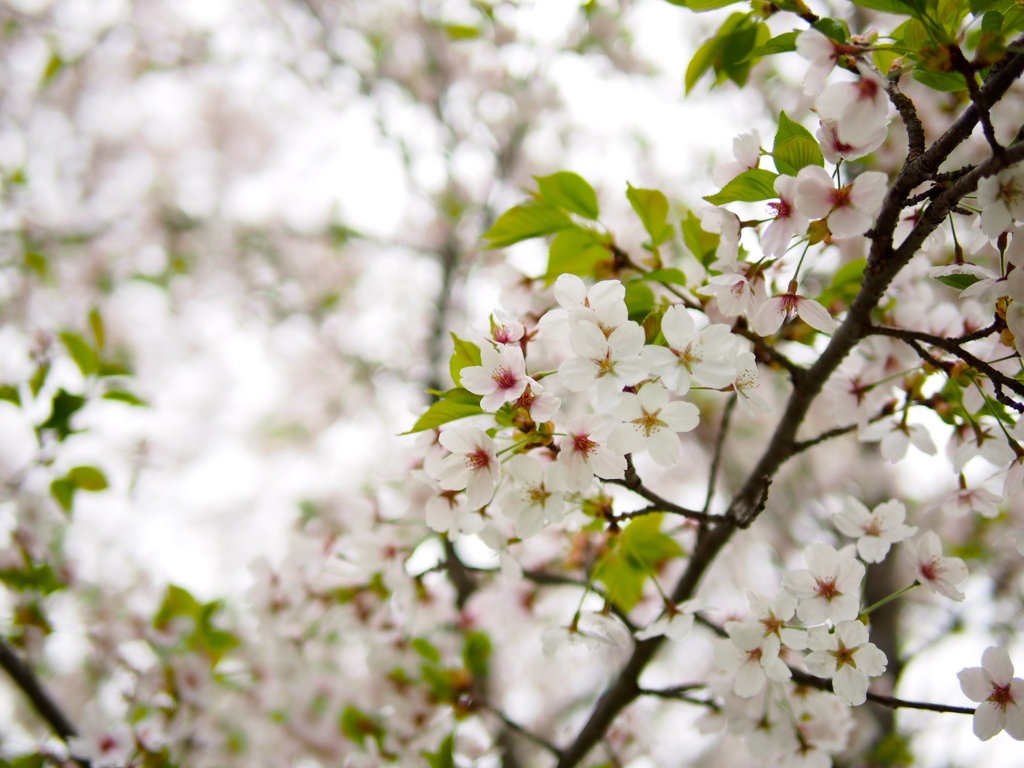 パナ25mmf1.4お気に入りのレンズになりました
