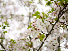 パナ25mmf1.4お気に入りのレンズになりました