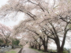 ファンタジックフォーカス