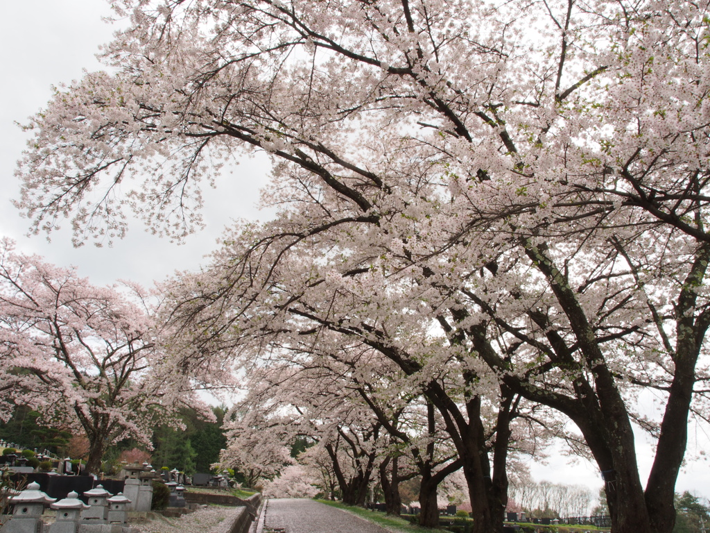 霊園のきれいな桜並木