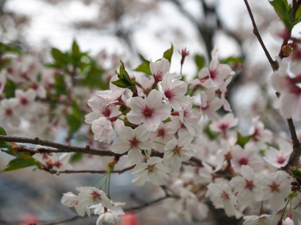 散りはじめです
