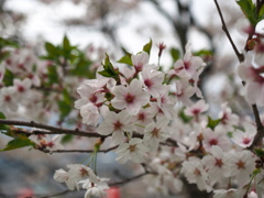 散りはじめです