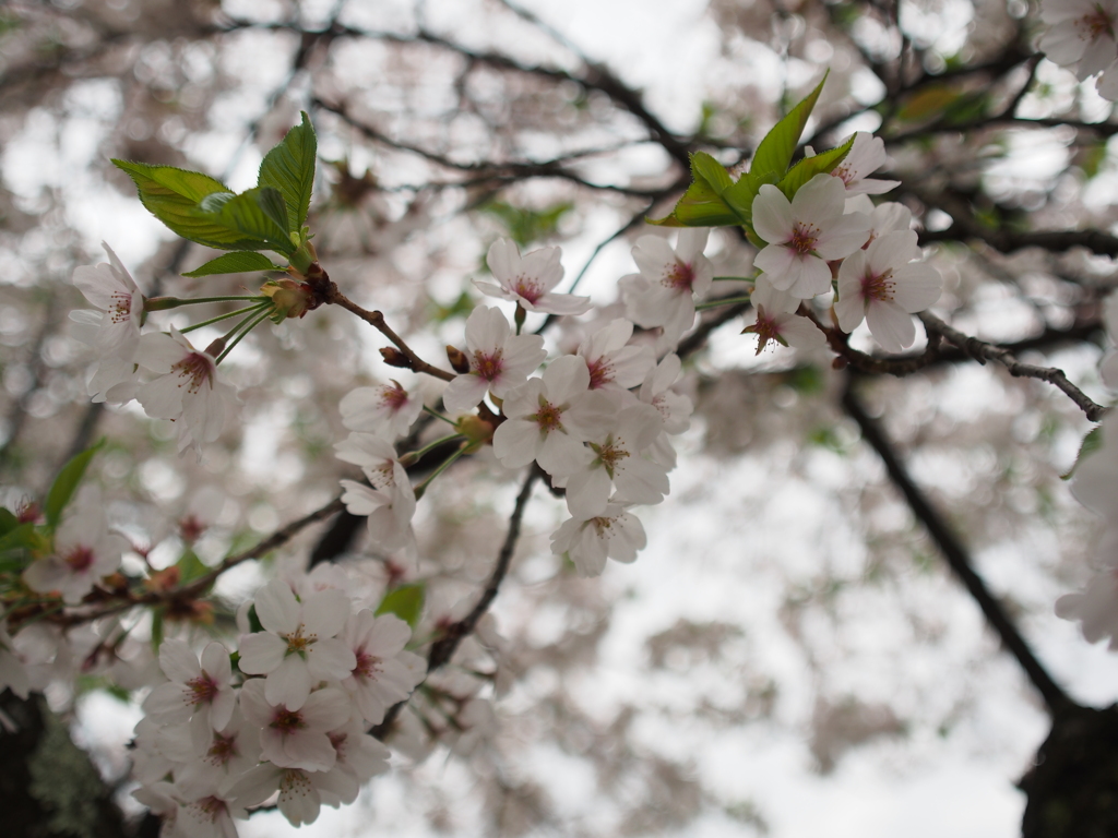 14-54mmを買って初めての屋外撮影でした。