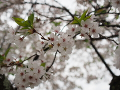 14-54mmを買って初めての屋外撮影でした。