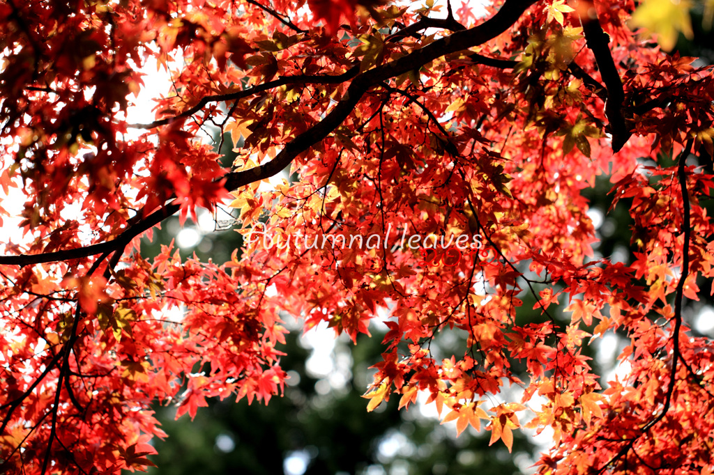 紅葉１０